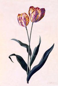 Tulpe, ca. 1744 handkolorierter Stich von "Georg Dionysius Ehret