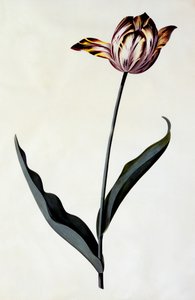 Tulpe, ca. 1745, handkolorierter Stich von "Georg Dionysius Ehret
