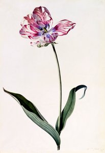 Tulpe, ca. 1745 handkolorierter Stich von "Georg Dionysius Ehret