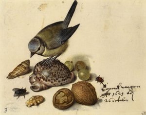 Stillleben mit Blaumeise, Muscheln, Früchten und Insekten, 1629 von Georg Flegel