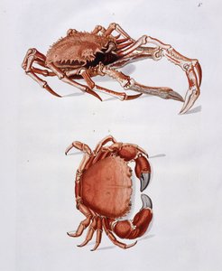 Illustration von Hummer und Krabbe