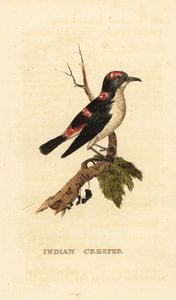 Amerikanischer Baumläufer oder Braunkleiber, Certhia americana