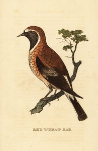 Schwarzkehlchen, Oenanthe hispanica stapazina von George (after) Edwards