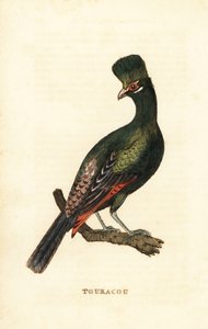 Guinea-Turako oder Grüner Turako, Tauraco persa von George (after) Edwards