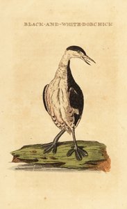 Ohrentaucher, jung, Podiceps auritus von George (after) Edwards