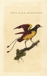 Königs-Paradiesvogel, Cicinnurus regius von George (after) Edwards