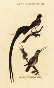 Langschwanz-Paradieswitwe, Vidua paradisaea und Rostkolibri, Selasphorus rufus von George (after) Edwards