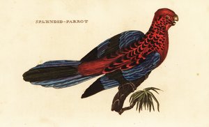 Pennantsittich, Platycercus elegans