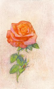 Blasse Rose von George Adamson