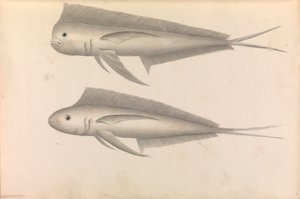 Bericht über die Weltreise von Commodore George Anson