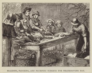 Schälen, Rupfen und Plumpen von Truthähnen für Thanksgiving