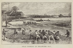 Shad-Fischerei in der Delaware Bay