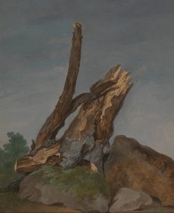 Studie von Felsen und Ästen