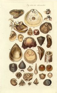 Conchological Manual Tafel 11. Austern und andere Muscheln
