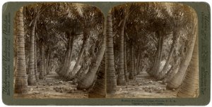 Allee von Kokospalmen, Florida, USA, 1891