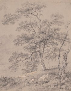 Baumstudie