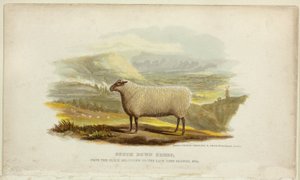 Southdown-Schafe von George Baxter