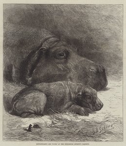 Nilpferd und Junges im Garten der Zoologischen Gesellschaft