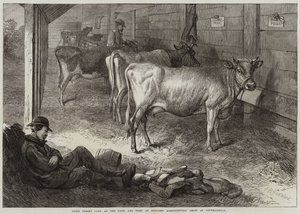 Preisgekrönte Jersey-Kühe auf der Bath und West of England Landwirtschaftsausstellung in Southampton