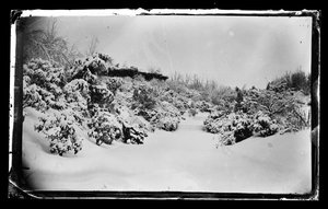 Rosenlaube von unten, Prospect Park, Brooklyn, ca. 1872-87