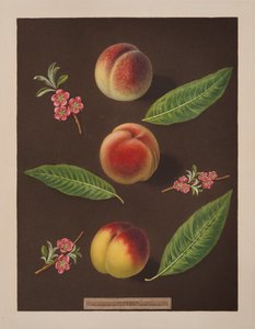 Kanzler, Catherine und die Old Newington Pfirsiche von George Brookshaw