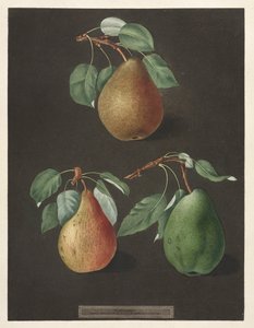 Pomona Britannica: Nr. 82 - Birnen, 1807 von George Brookshaw