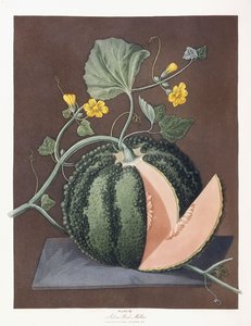 Silberne Zuckermelone, 1812 von George Brookshaw