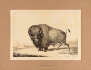 Büffelstier--Nr. 2 von George Catlin