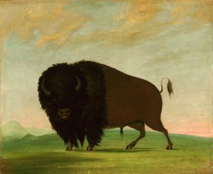 Büffelstier, der auf der Prärie grast von George Catlin