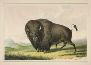 Büffelstier beim Grasen, Tafel 2 aus dem Nordamerikanischen Indianer-Portfolio von George Catlin