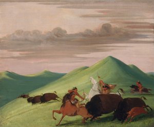 Büffeljagd, Bulle schützt Kuh und Kalb