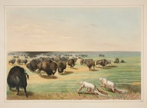Büffeljagd, unter der weißen Wolfshaut, pl. 13 aus dem nordamerikanischen Indianerportfolio von George Catlin