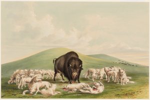 Büffeljagd, Weiße Wölfe greifen einen Büffelbullen an von George Catlin