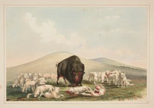 Büffeljagd, Weiße Wölfe greifen einen Büffelbullen an, Platte 10 aus dem Nordamerikanischen Indianerportfolio von George Catlin