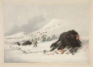 Sterbender Büffelbulle im Schneeverwehung, Pl. 17 aus dem Nordamerikanischen Indianer-Portfolio von George Catlin