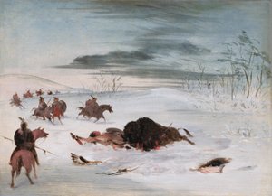 Sterbender Büffel in einer Schneeverwehung