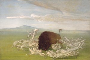 Weiße Wölfe greifen einen Büffelbullen an, 1832-1833