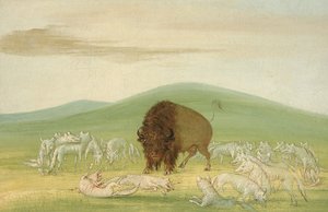 Verwundeter Büffelbulle umgeben von weißen Wölfen von George Catlin