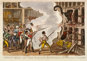 Zerstörung des wütenden Elefanten im Exeter Change, 1826