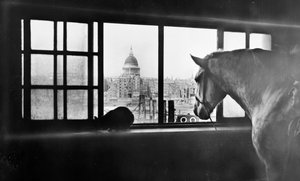 Pferd mit Blick auf die St. Paul
