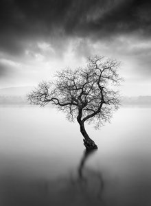 Einsamer Baumreflexion von George Digalakis