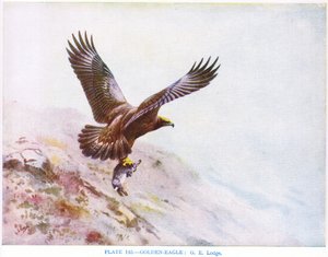 Steinadler, Illustration aus 