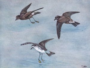 Wilsonsturmvogel, Harcourt- oder Madeira-Sturmvogel, Weißgesicht- oder Fregattensturmvogel
