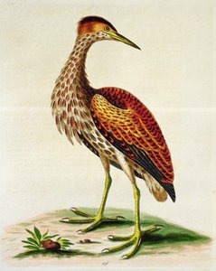 Rohrdommel aus der Hudson Bay, 1748