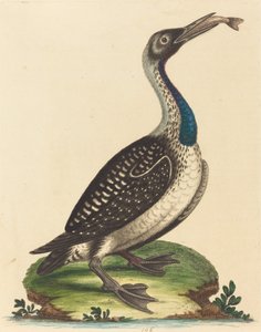 Schwarz-weiße Wasservögel mit blauem Hals von George Edwards