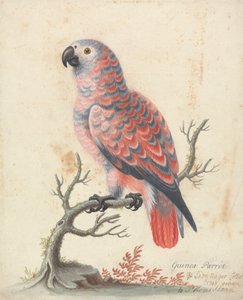 Guineapapagei
