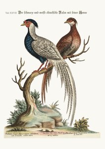 Der schwarz-weiße chinesische Fasan mit seiner Henne, 1749-73