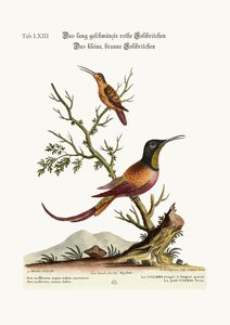 Der langschwänzige rote Kolibri. Der kleine braune Kolibri, 1749-73 von George Edwards