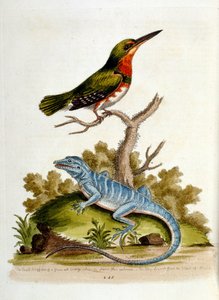 Aquarellillustration aus einem Buch seltener Vögel von G. Edwards 1750