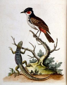 Aquarellillustration aus einem Buch seltener Vögel von G. Edwards 1750